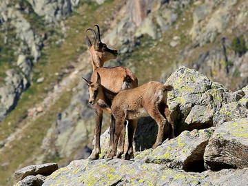 Logement Entier Cervières 58494-8