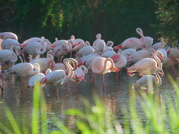 Chambre Chez L'habitant Lyon 363267-8