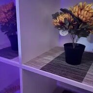 Hela Huset Colmar 654454