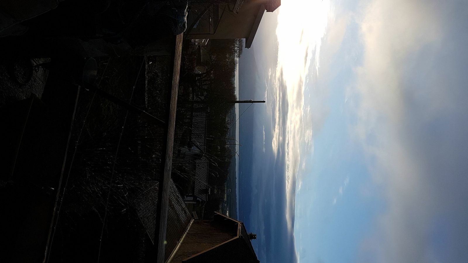 Kolokasie Grilly 191179