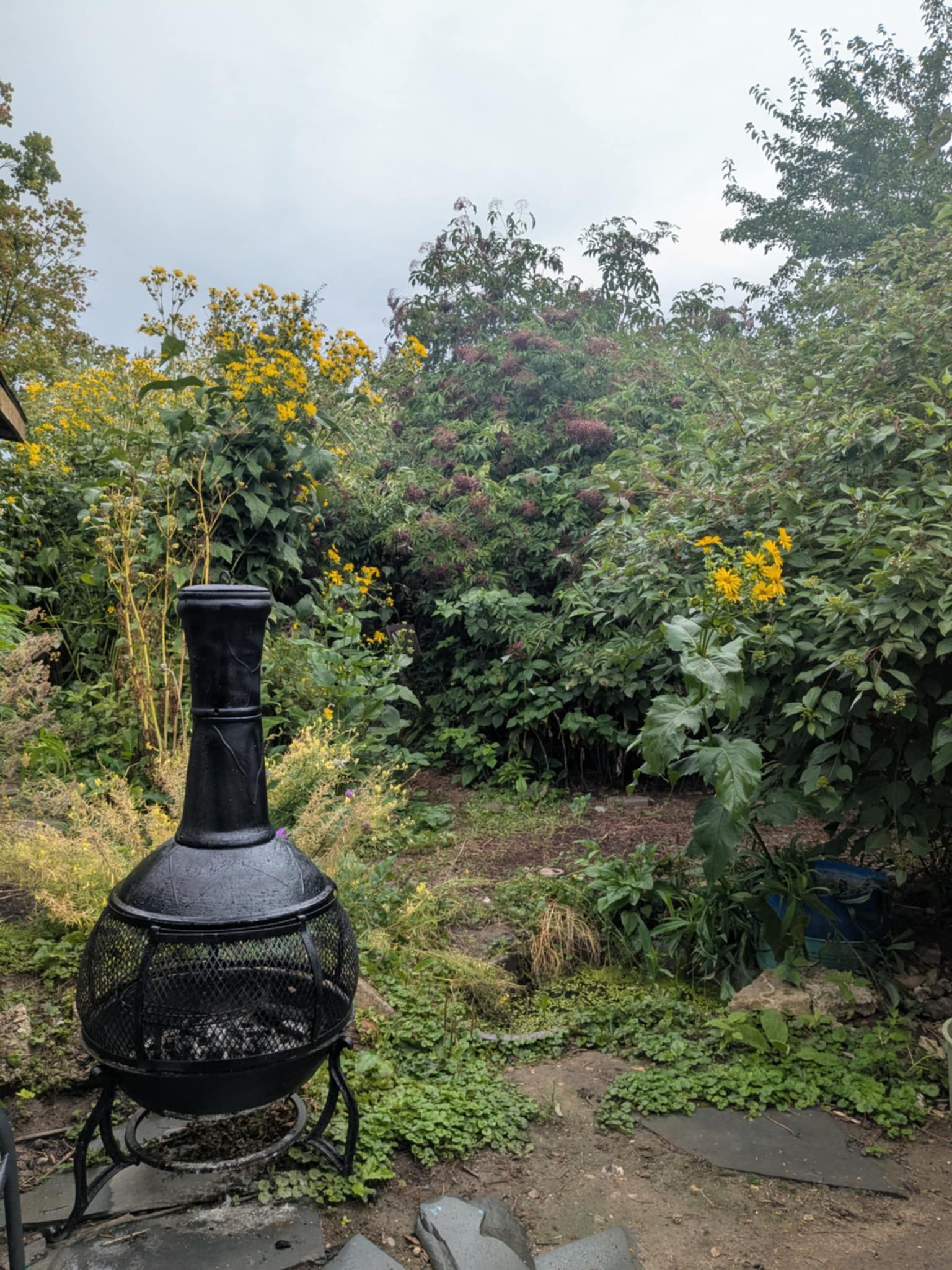 Kolokasie Kitchener 635518