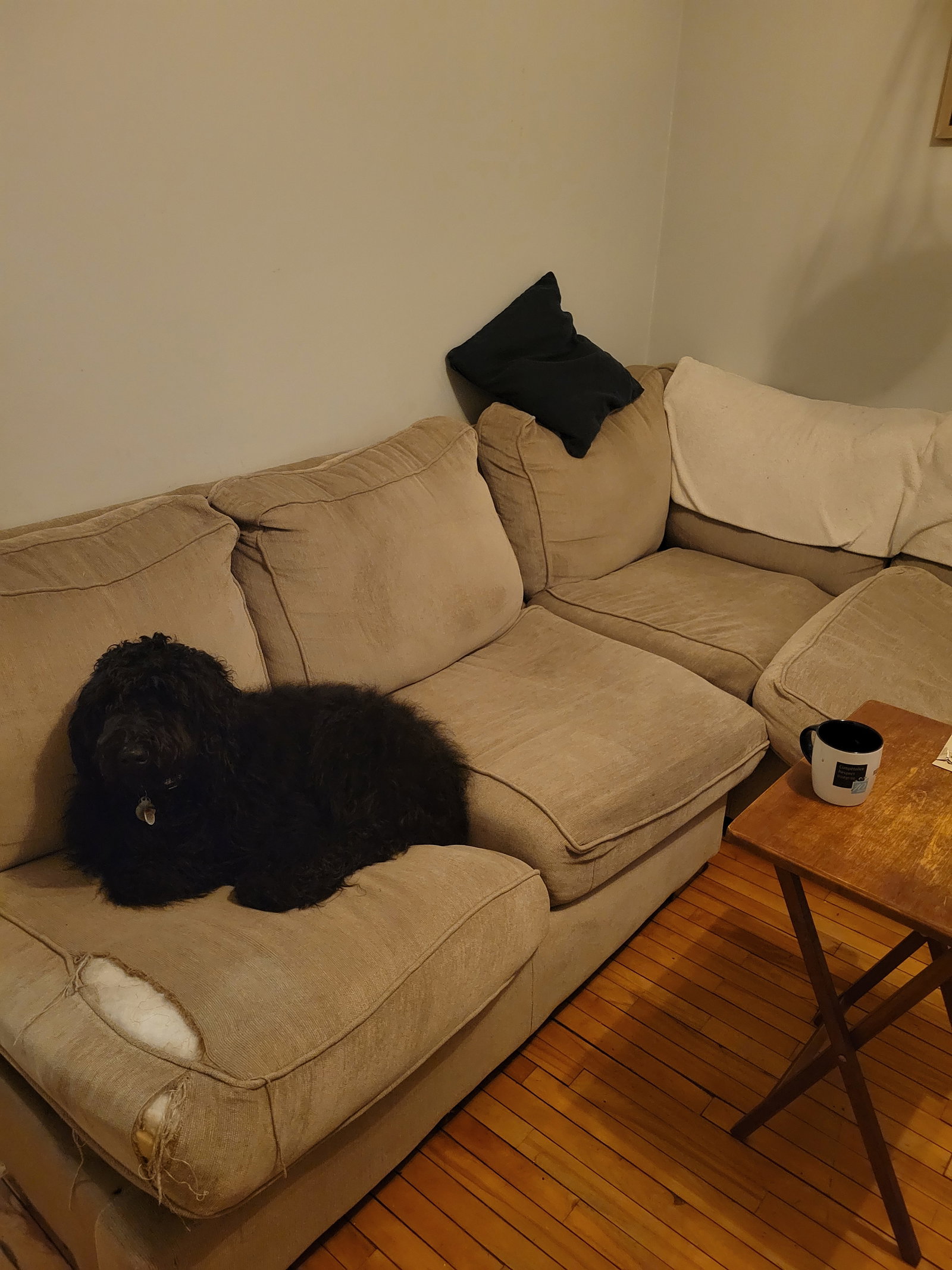 Kolokasie Montréal 659905