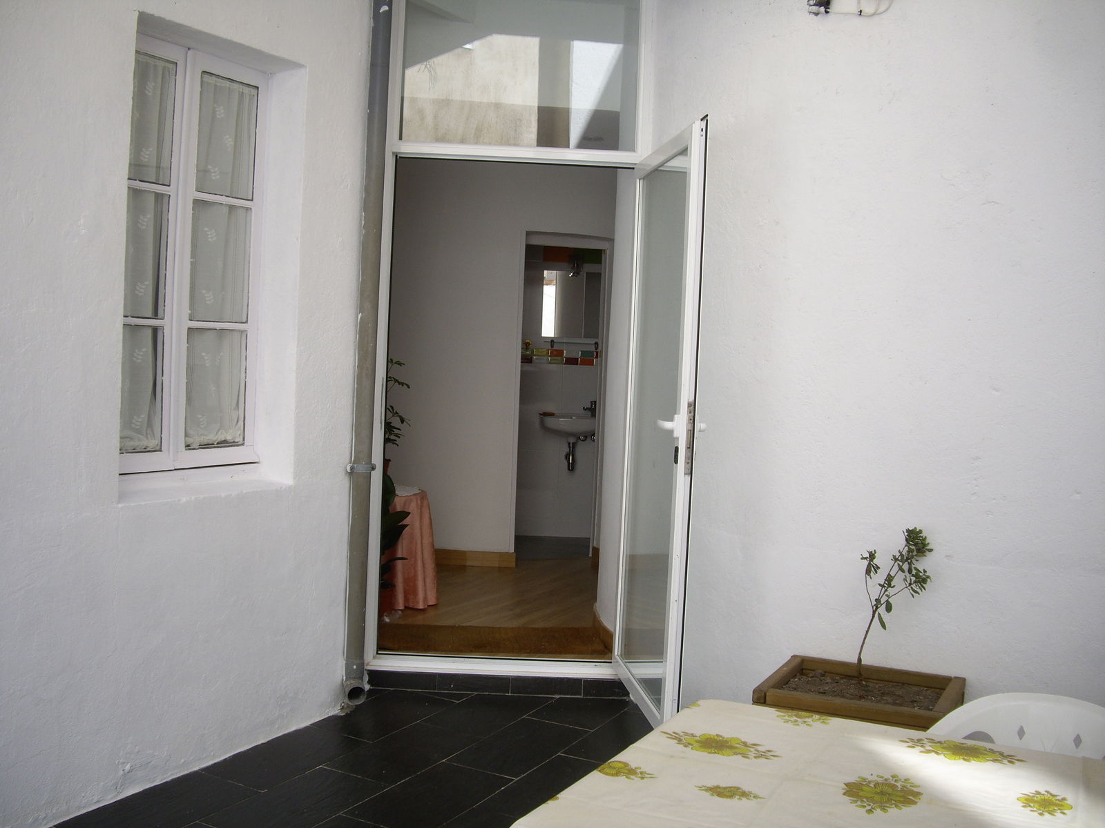 Kolokasie Salamanca 92767