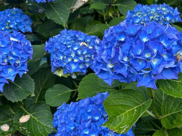 Chambre Chez L'habitant Nanterre 268696-13