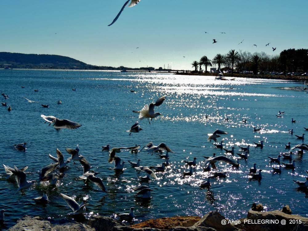 Independent Studio Balaruc-les-Bains 180172