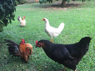 Logement Entier Venzolasca 170153-15