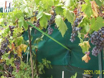 Chambre Chez L'habitant Nice 250599-8