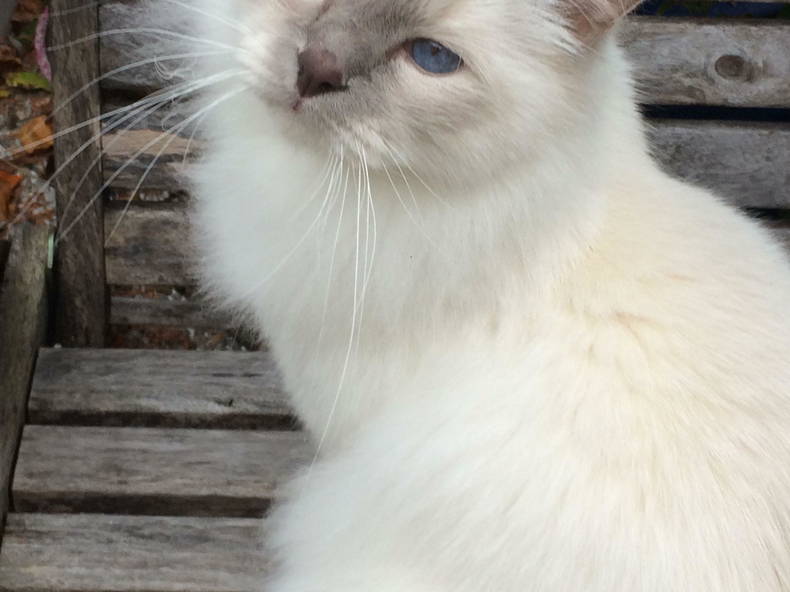 Gastgezin Asnières-sur-Seine 52087-4