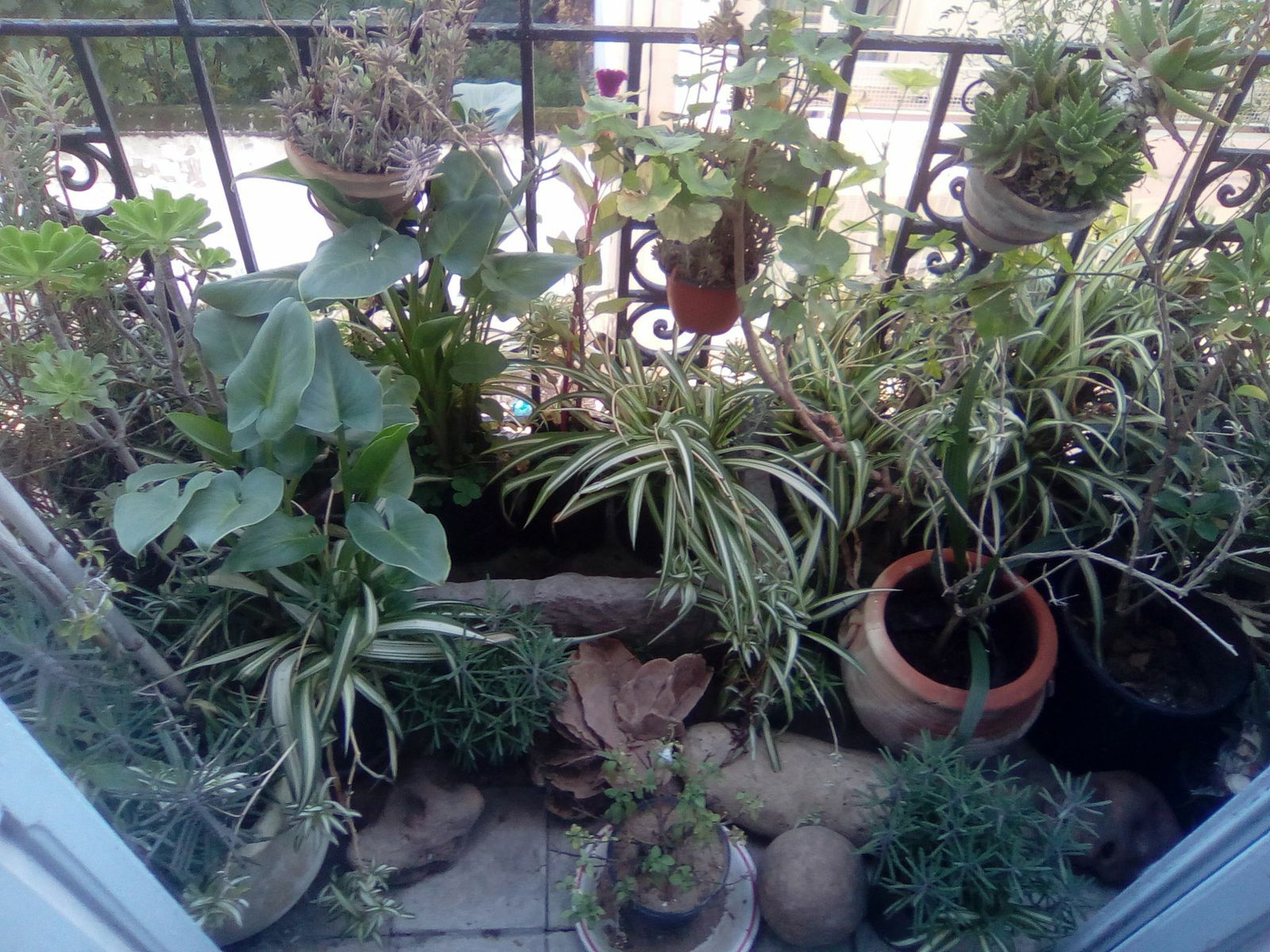 Gastfamilie Tunis 188929