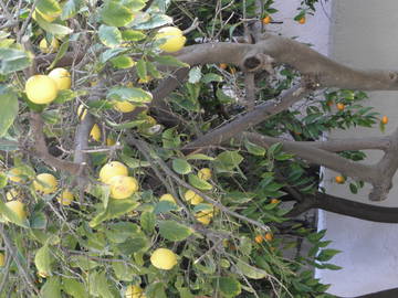 Chambre Chez L'habitant Egkomi 163378-10