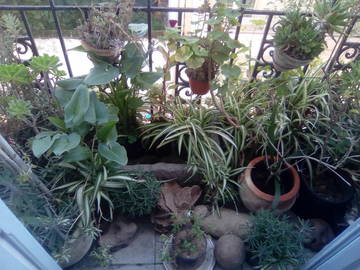 Chambre Chez L'habitant Tunis 188929-5