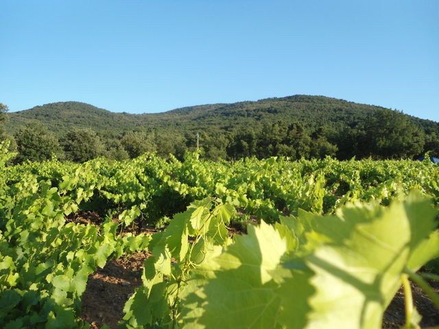 Niezależne Studio Gonfaron 52221