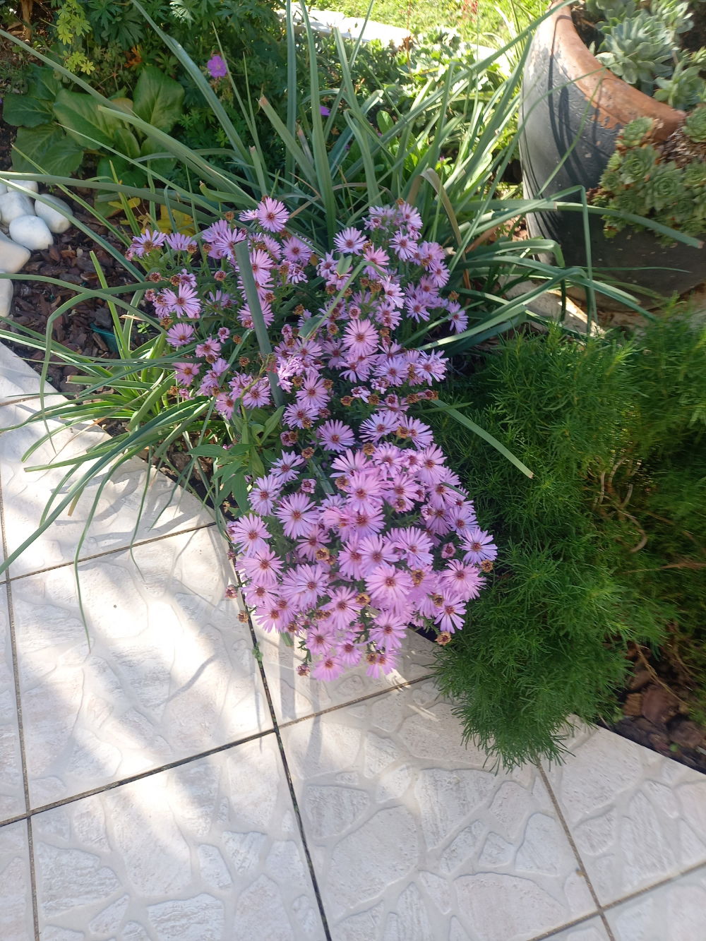 Homestay Bourges 262594