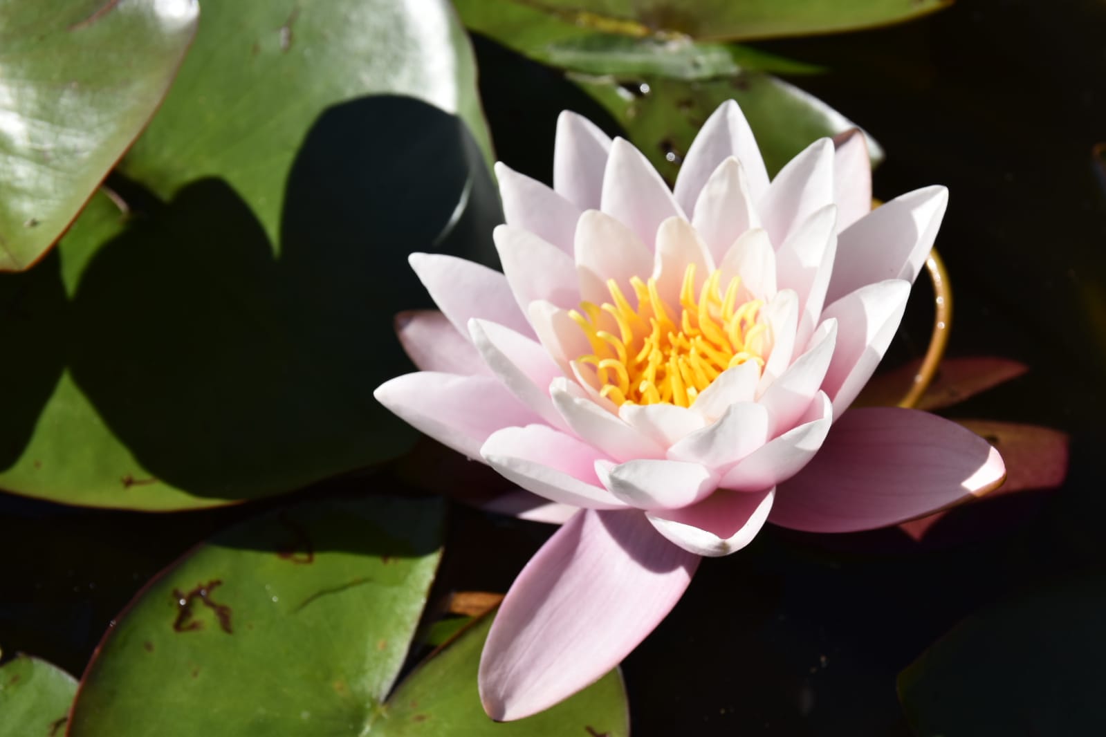 Hele Huis Saint-Nabord 454988