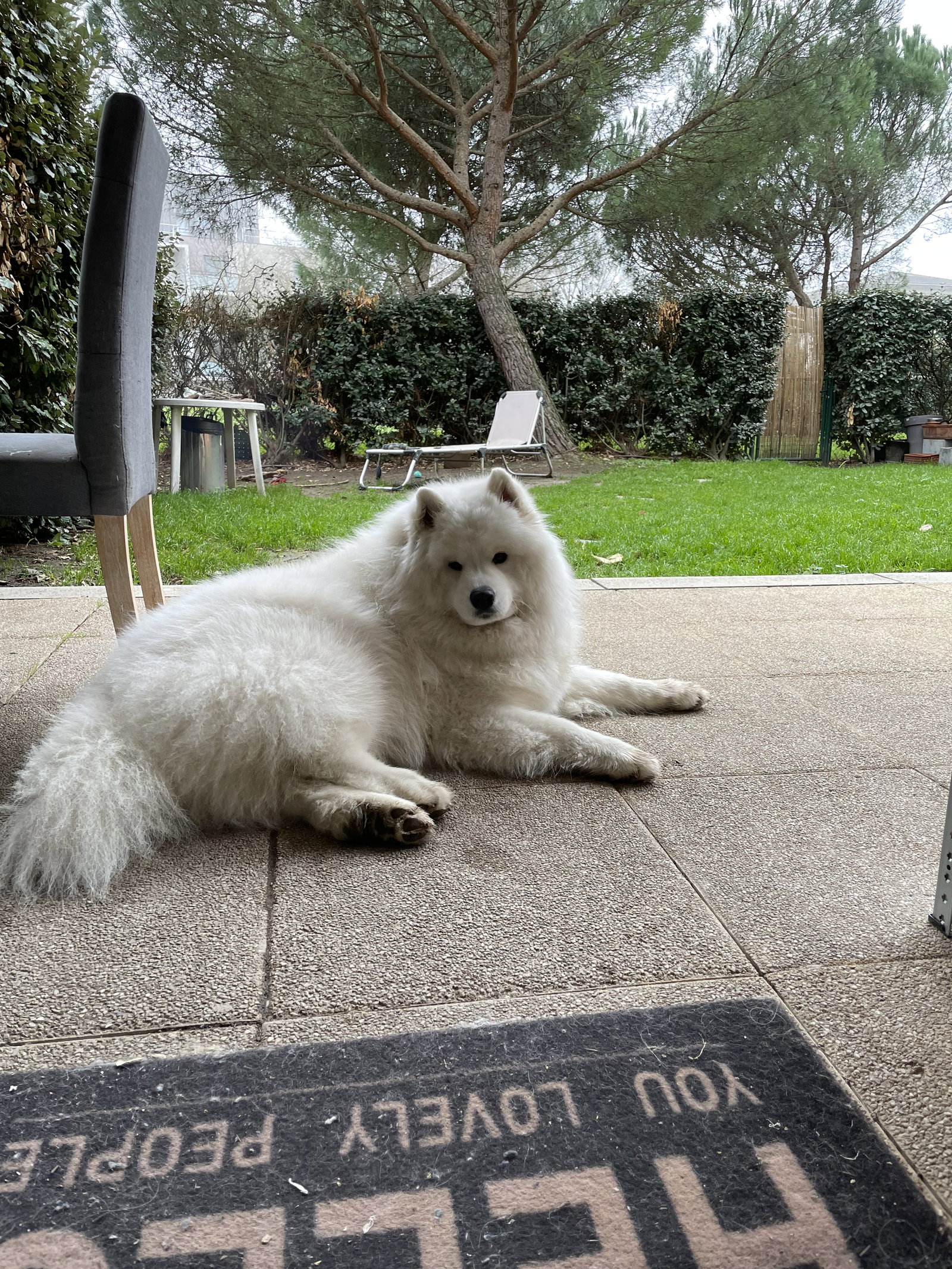 Kolokasie Toulouse 662381