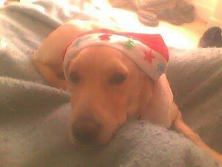 Colocatie Lapalisse 64936