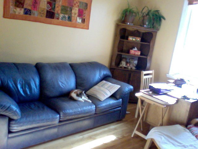 Kolokasie Montréal 42313