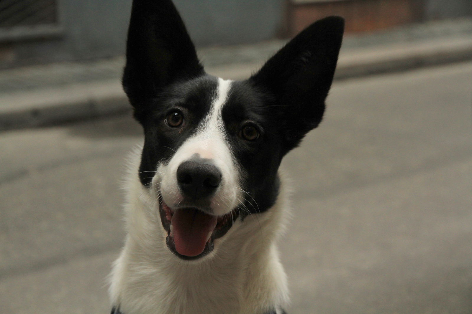 Kolokasie Strasbourg 67416