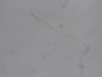 Homestay Iza 175733-6