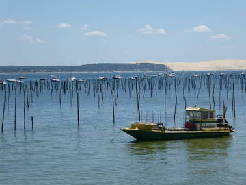 Chambre D'hôte Andernos-Les-Bains 27271-10