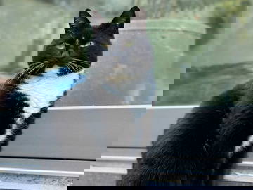 Hospedagem Em Casa De Família Watermael-Boitsfort 436292-14