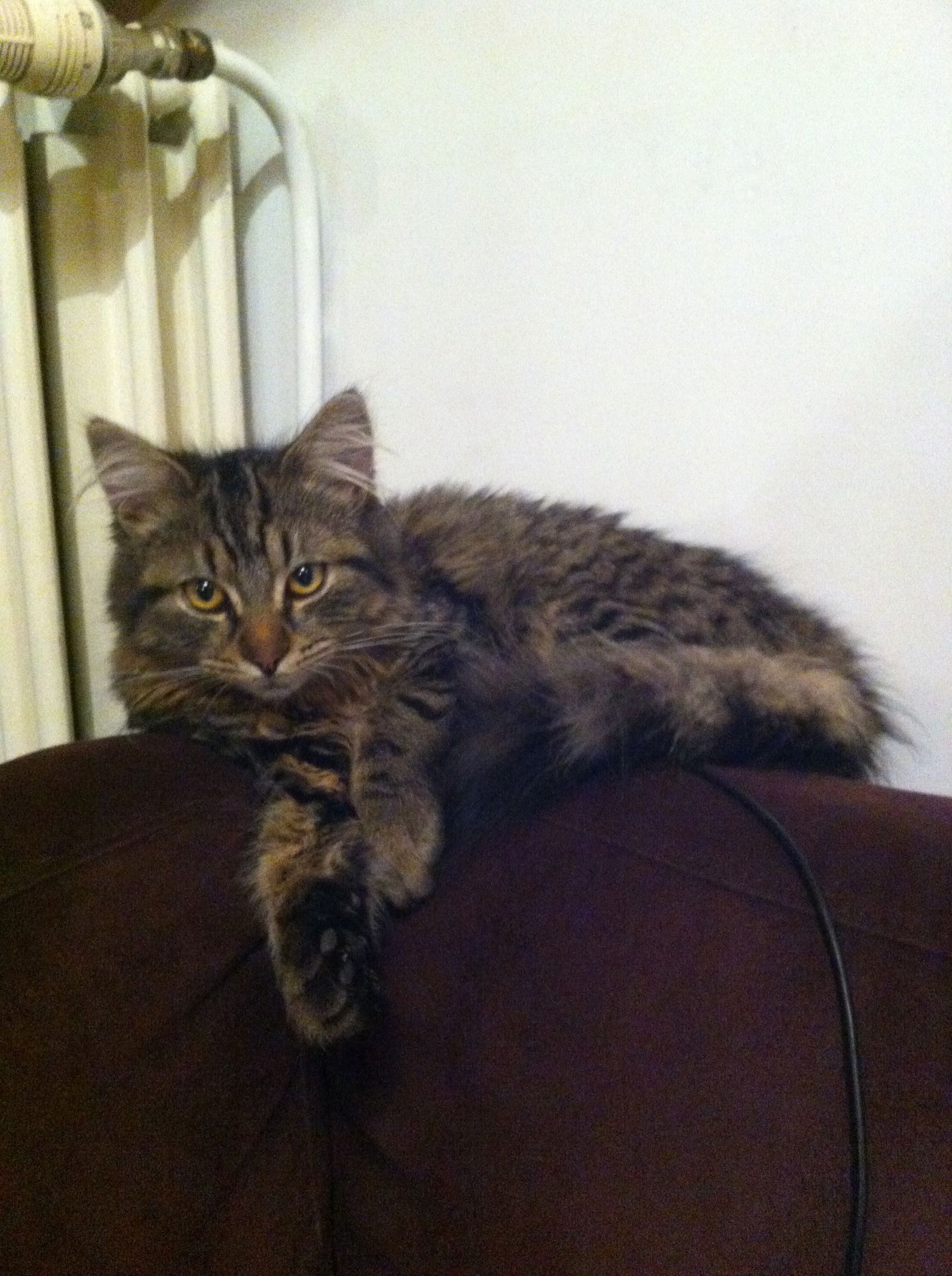 Kolokacja Forest 157811