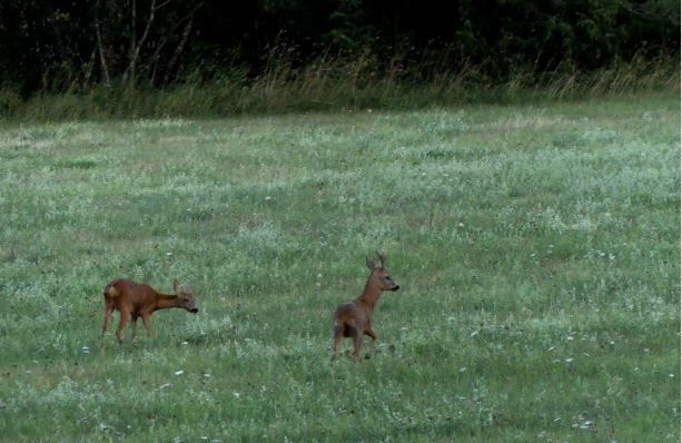Colocación Ferney-Voltaire 189932