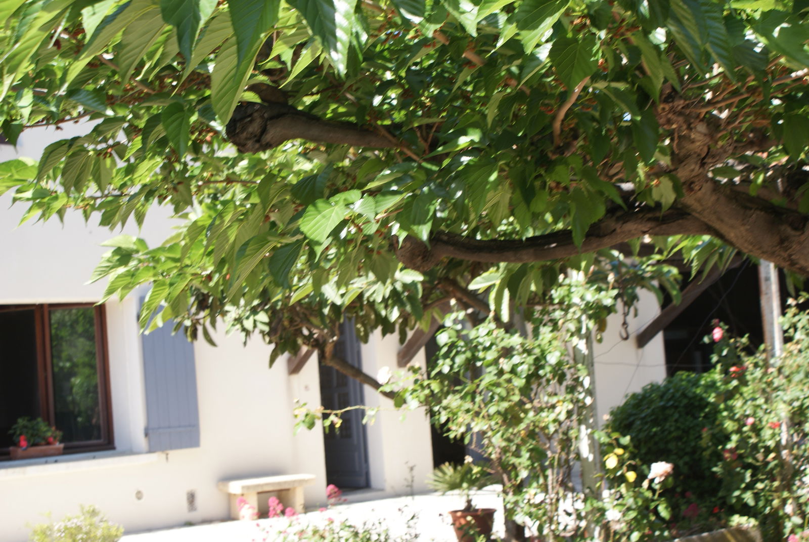 Kolokasie Vedène 105407