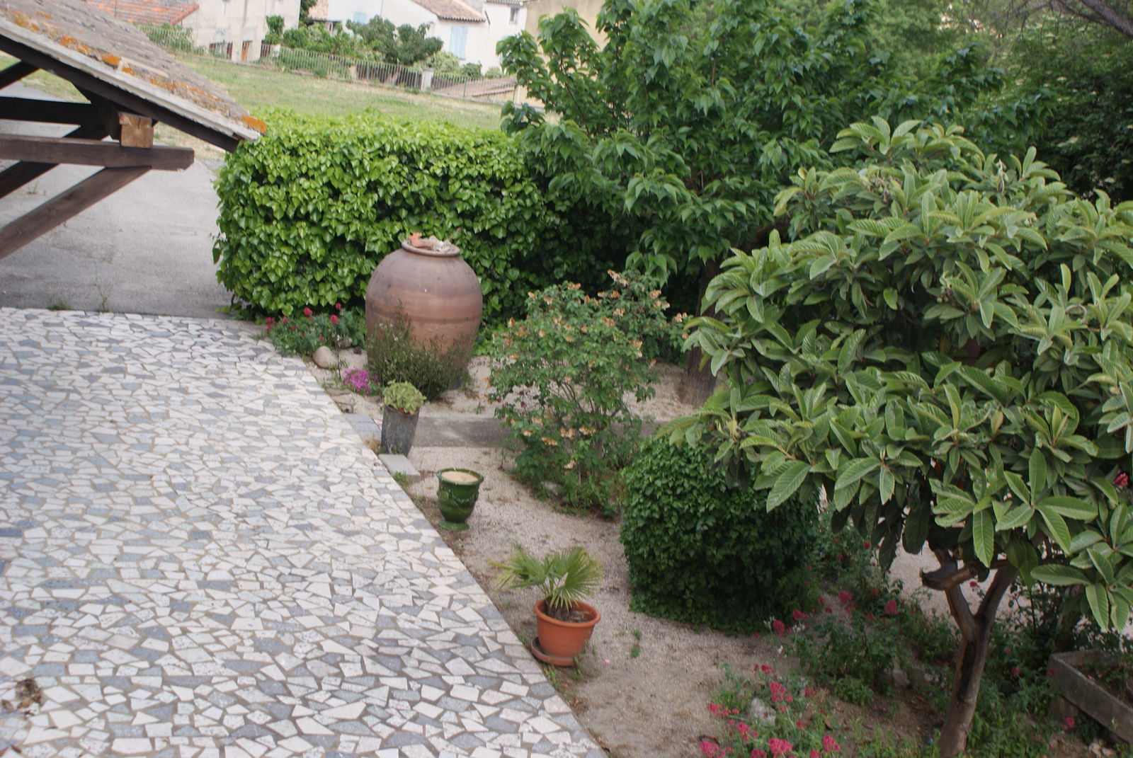 Kolokasie Vedène 105407