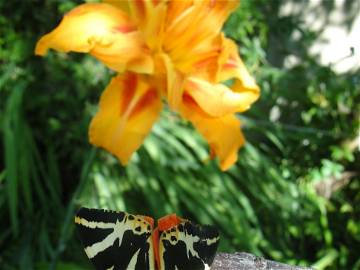 Chambre Chez L'habitant Quimper 263168-9