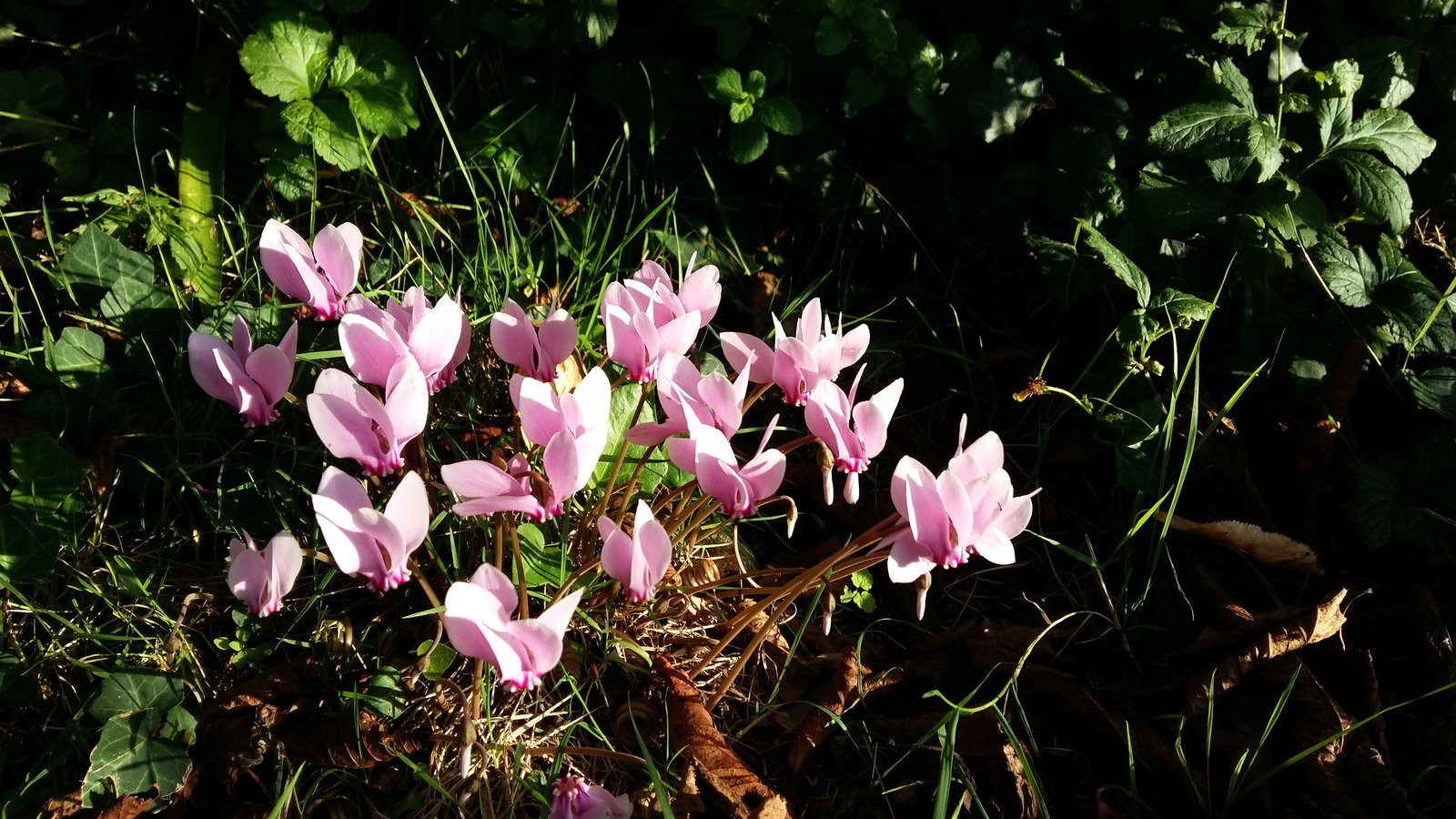 Tutta La Casa Poitiers 114385