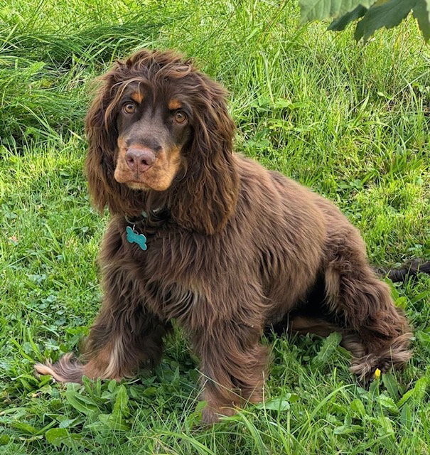 Zakwaterowanie U Rodziny Montreux 658757