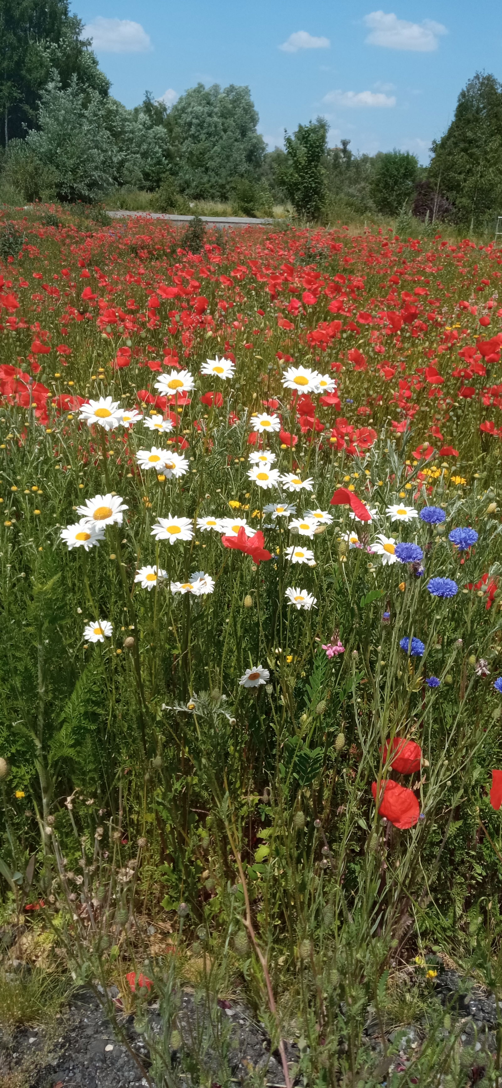 Zakwaterowanie U Rodziny Carvin 428631