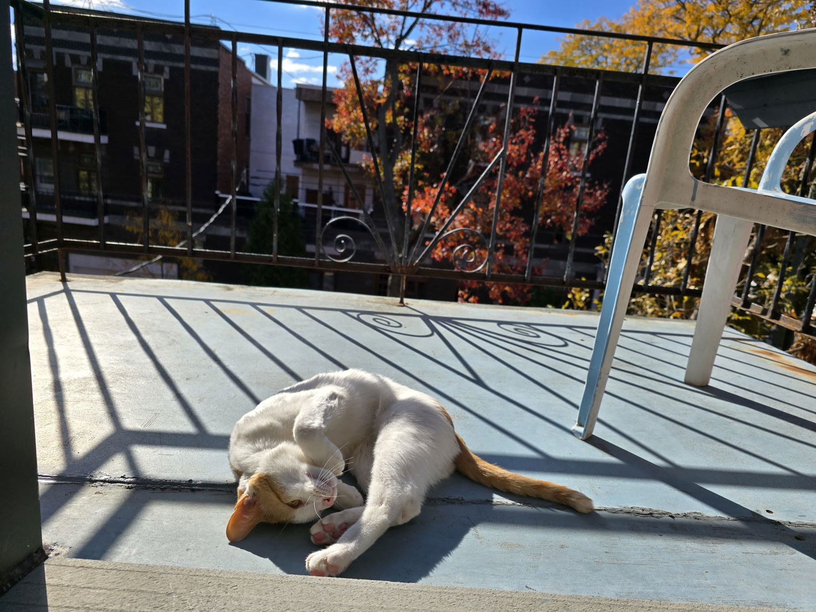 Kolokacja Montréal 634125