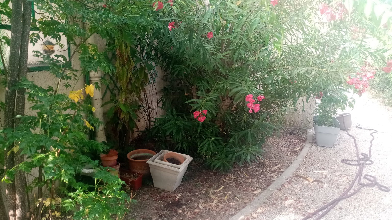 Kolokacja Montpellier 546447