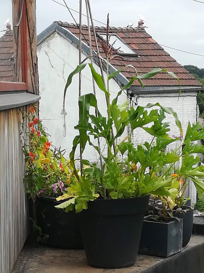 Zakwaterowanie U Rodziny Liège 243851