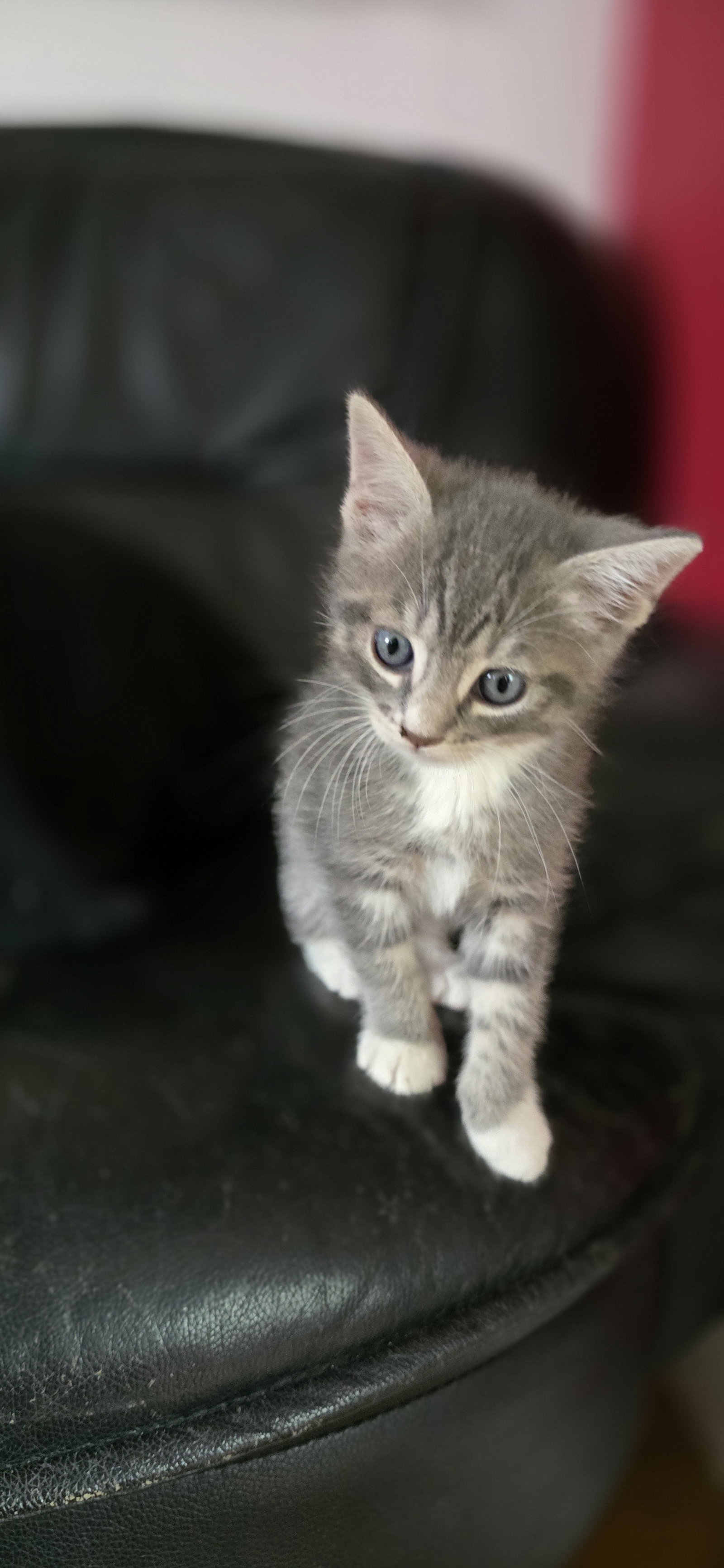 Kolokacja Noisy-le-Sec 552212