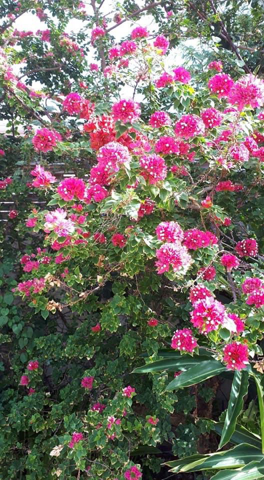 Famiglia Saint-Martial-de-Vitaterne 266446