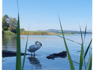 Gastfamilie Cheyres-Châbles 581622-2