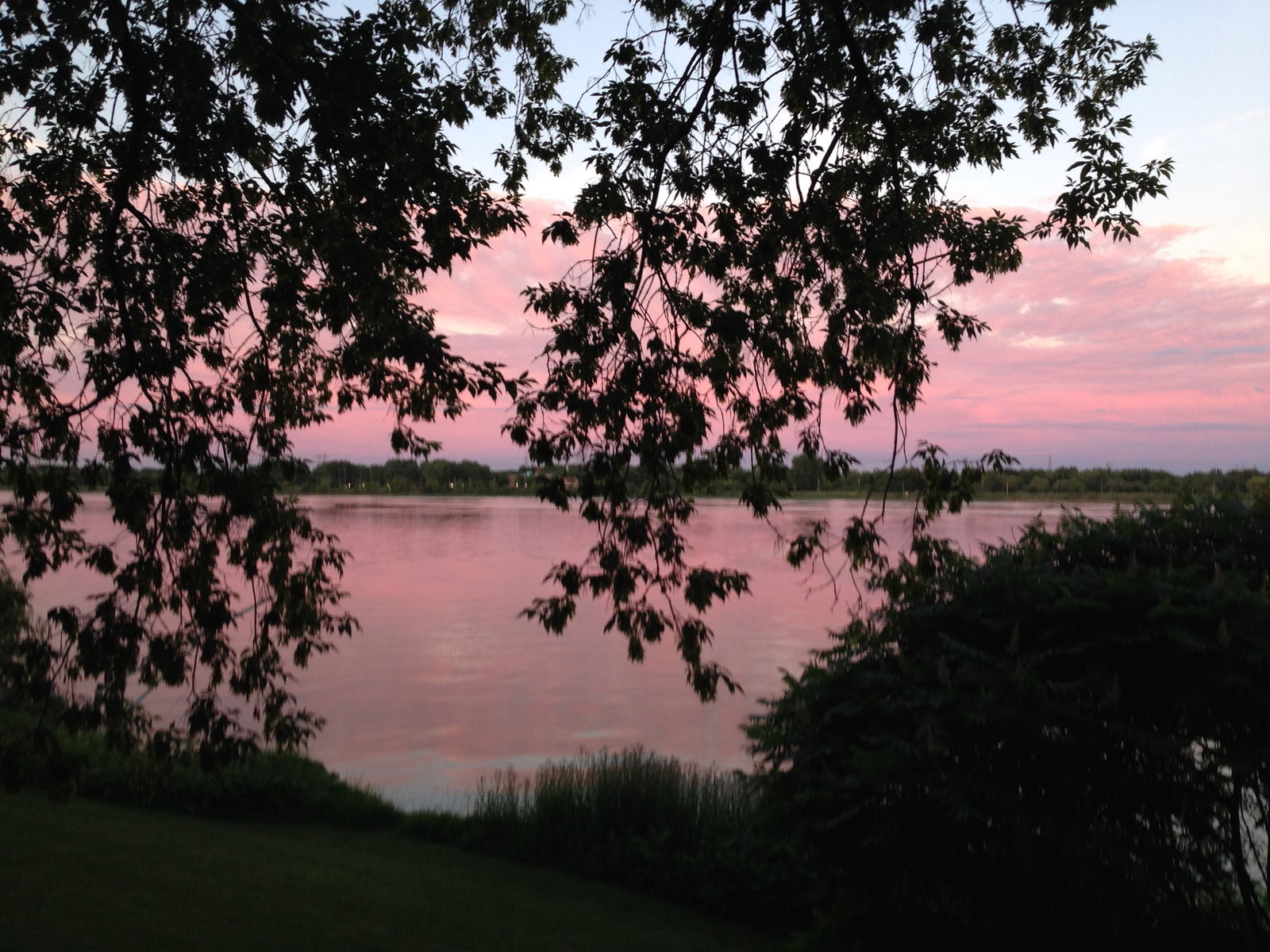 Kolokasie Laval 104517