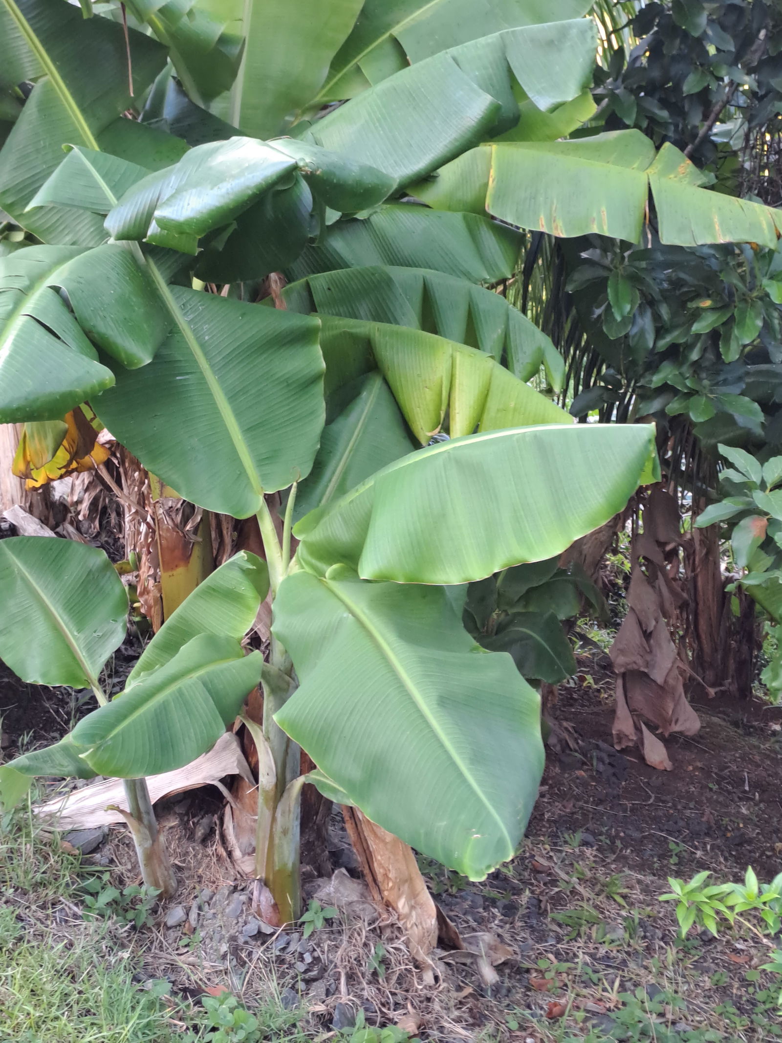 Onafhanklike Ateljee Deshaies 461264