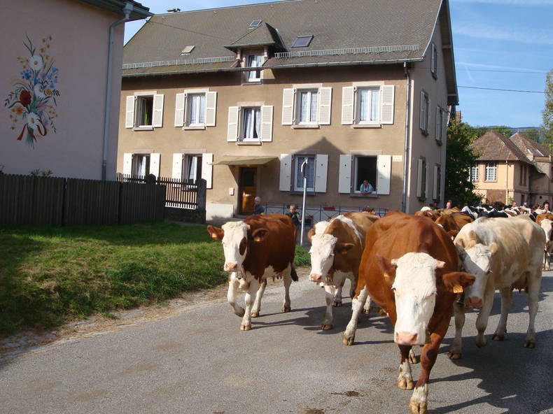 Ganzes Haus Stosswihr 93821-1