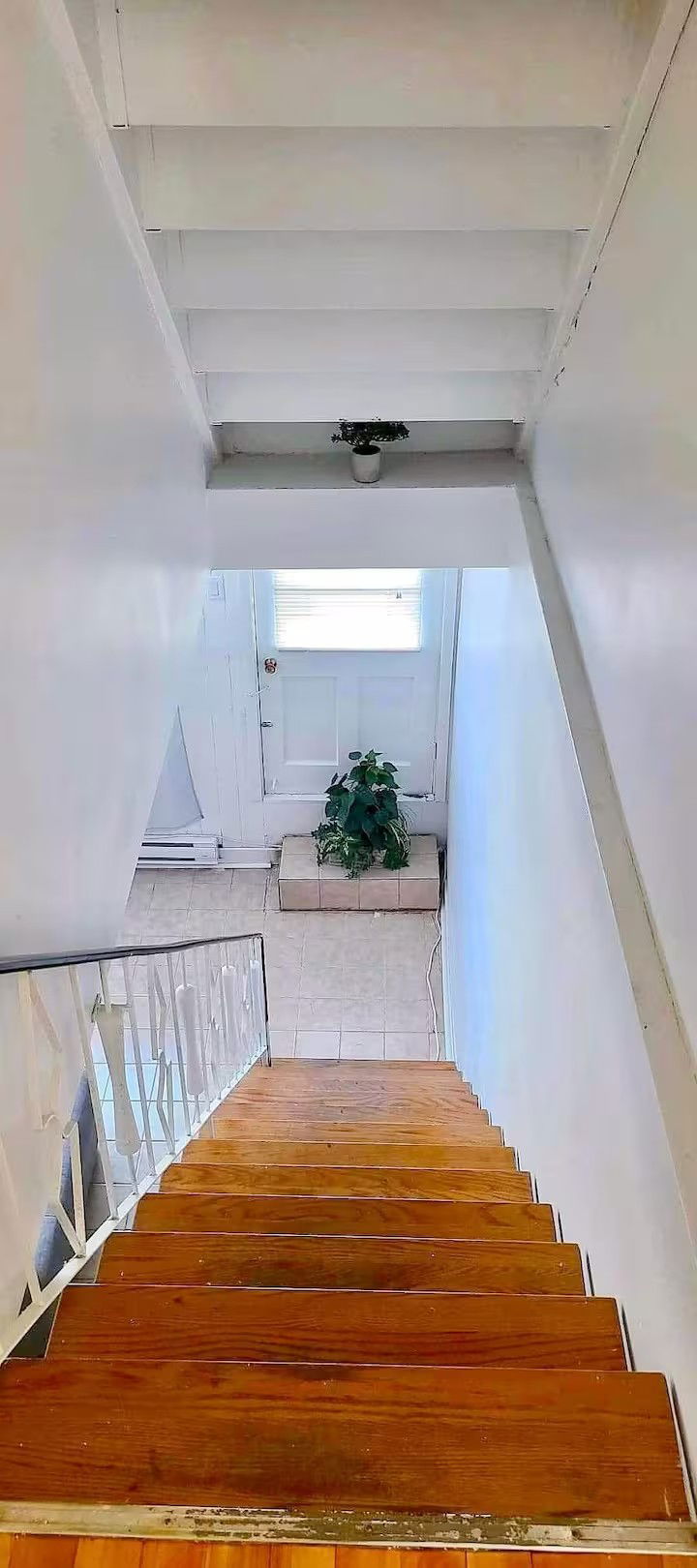 Kolokasie Montréal 654148