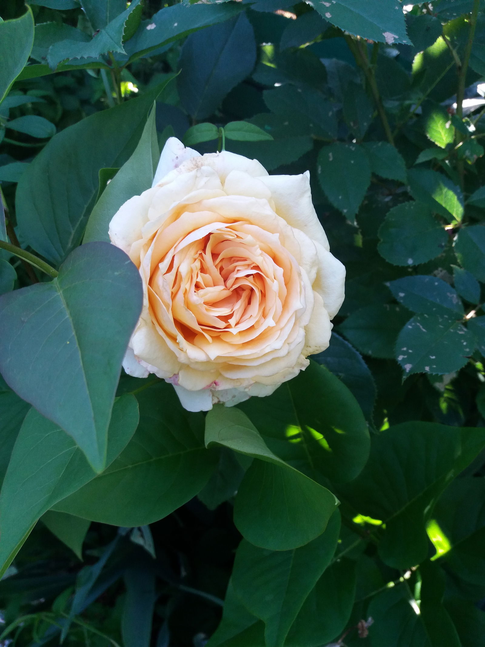 Homestay Périgueux 253378