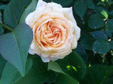 Chambre Chez L'habitant Périgueux 253378-11