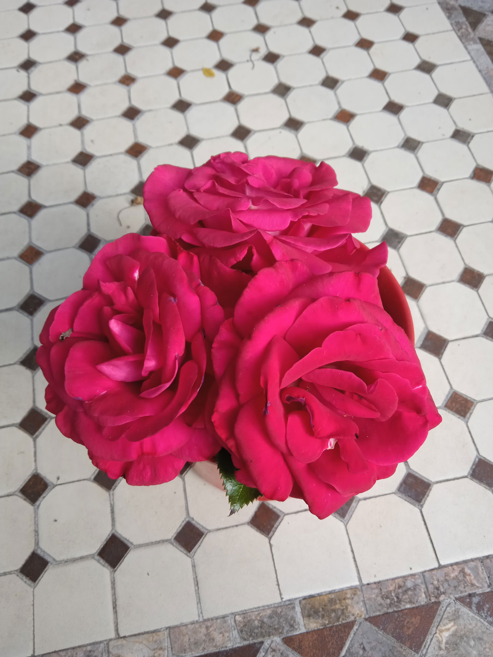 Colocação Maillane 393669