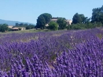 Chambre À Louer Forcalquier 251345