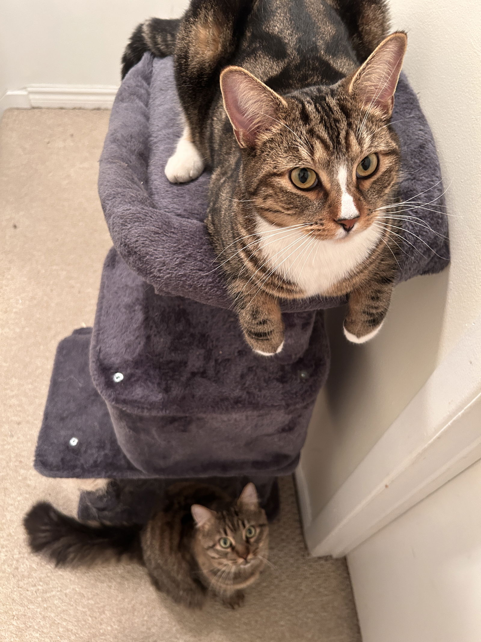 Colocação Montréal 637119