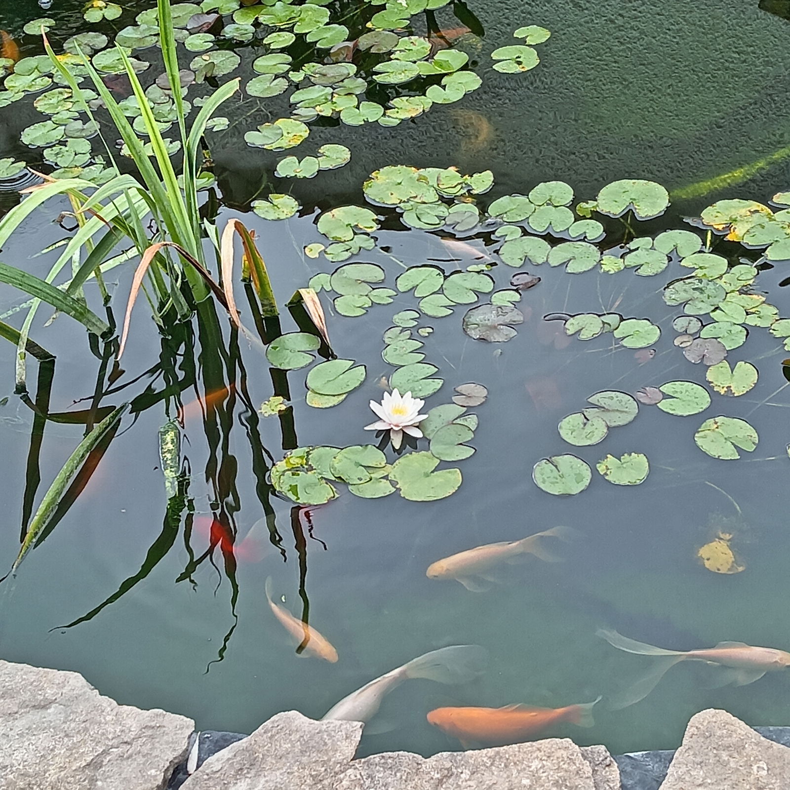 Colocação Canet 480704