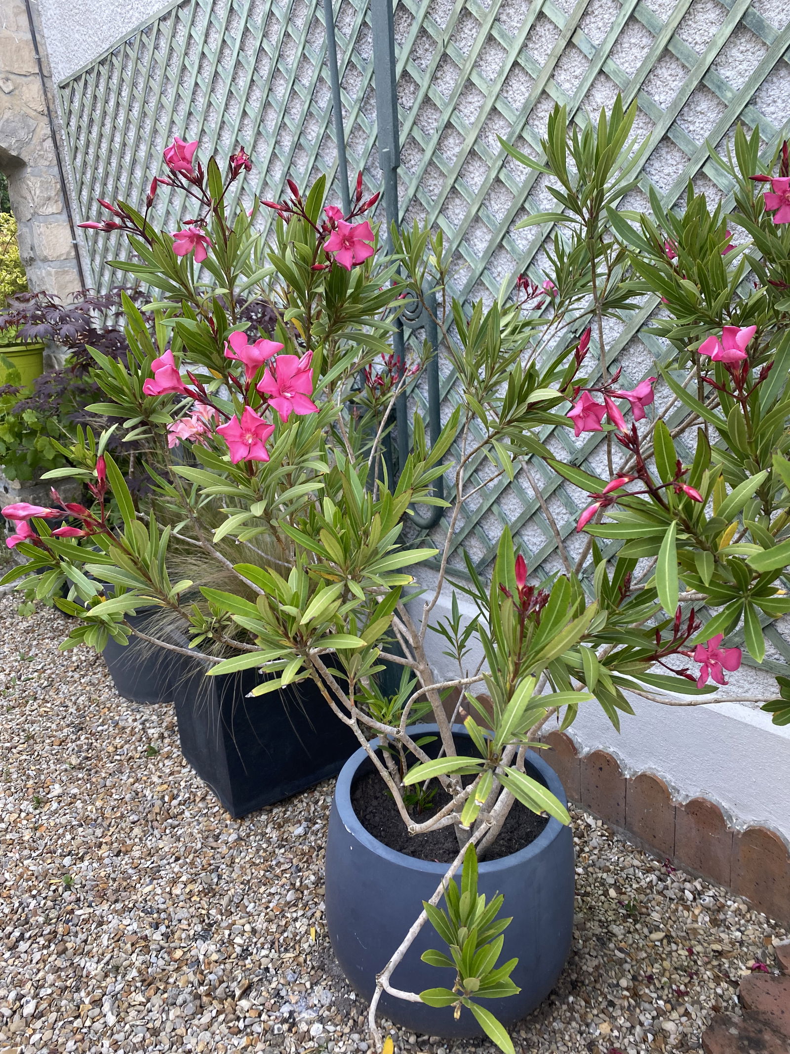 Hospedagem Em Casa De Família Bourron-Marlotte 408858